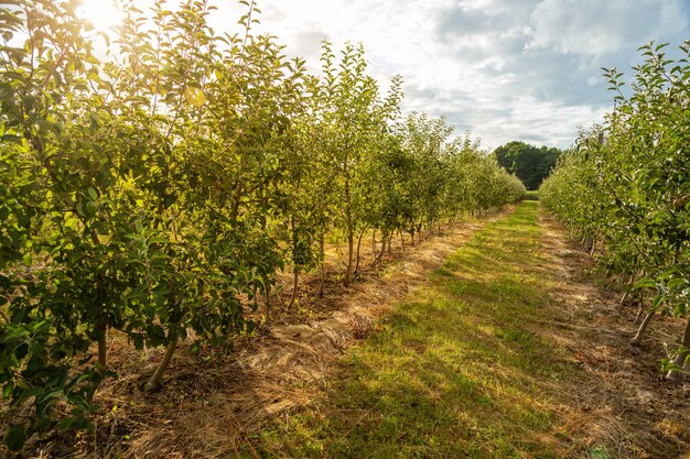 Obstgarten mit jungen Apfelbäumen