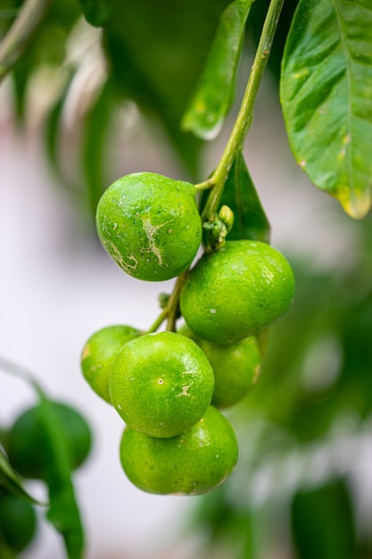 Obstgarten mit Orangenbäumen