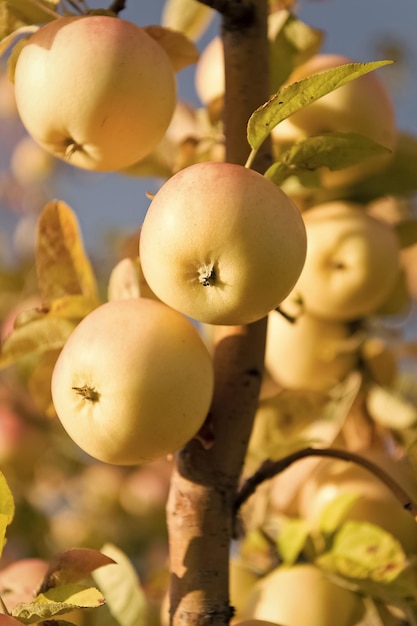 Obstgarten Obstbäume wachsen im Apfelgarten Obstgartenbäume Apfelfruchternte Apfelgarten Herbsternte