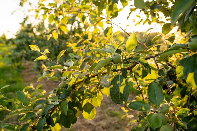 Obstgarten oder Garten von Apfelbäumen im Sommer mit blauem Himmel und weißen Wolken