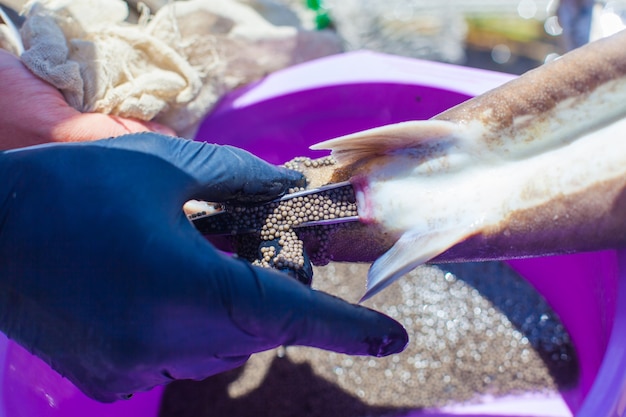 Foto obtendo caviar do esturjão