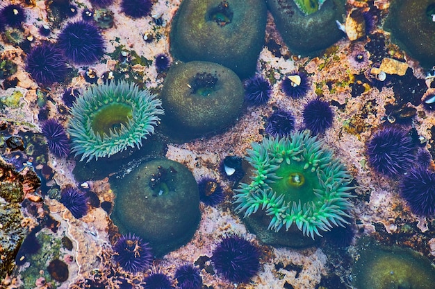 Ocean Tide Pool an der Westküste Detail der Seeanemone