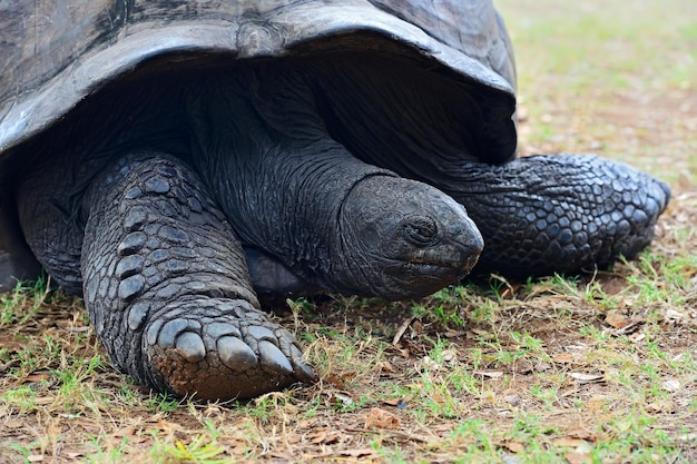 Ocean Turtle comendo grama no oceano