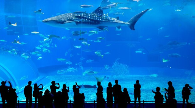 Oceanario en Okinawa