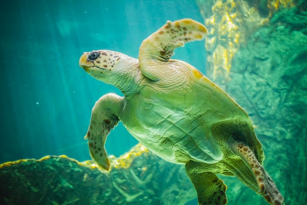 Oceano, enorme tartaruga marinha debaixo d'água ao lado de recifes de corais