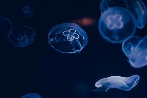 Océano, grupo luminiscente de medusas nadando en el fondo del mar. formas gelatinosas