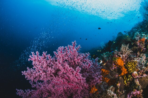 Oceano, peixe e coral