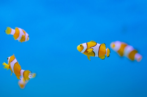 Ocellaris pez payaso en el océano de Tailandia