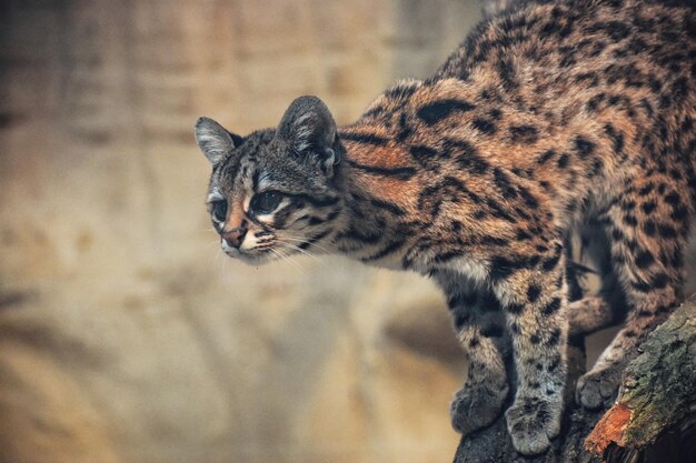 Foto ocelot blickt weg