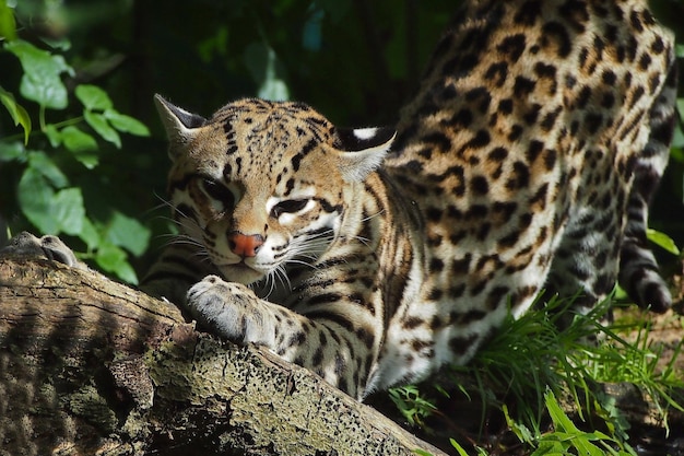 Ocelote en el bosque cerca del árbol.