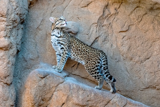 Ocelote hembra preparada al lado de una pared de acantilado