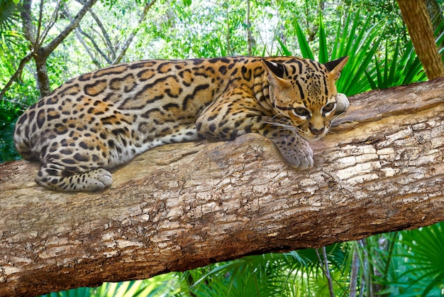 Ocelote Leopardus pardalis Ocelot Katze