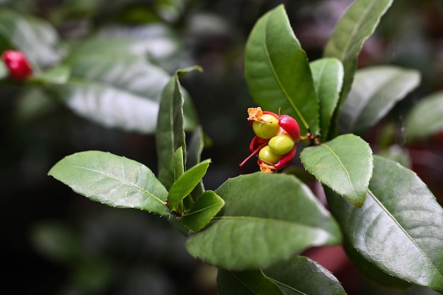 Ochna serrulata en el parque