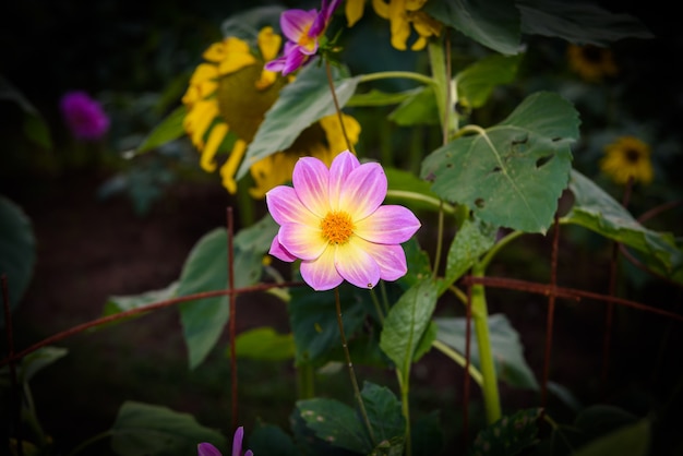 ocho pétalos frescos de hermosa Dahlia amarilla flor en el jardín