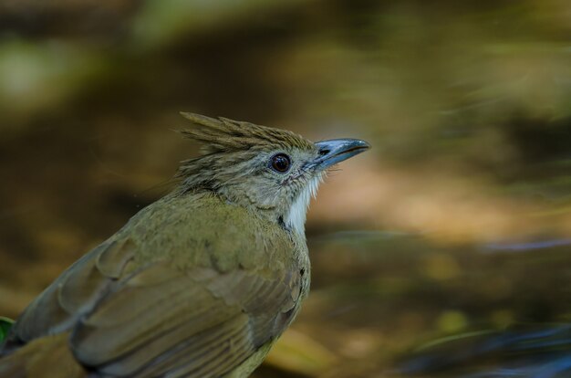 Foto ochraceous bulbul pájaro (alophoixus ochraceus)