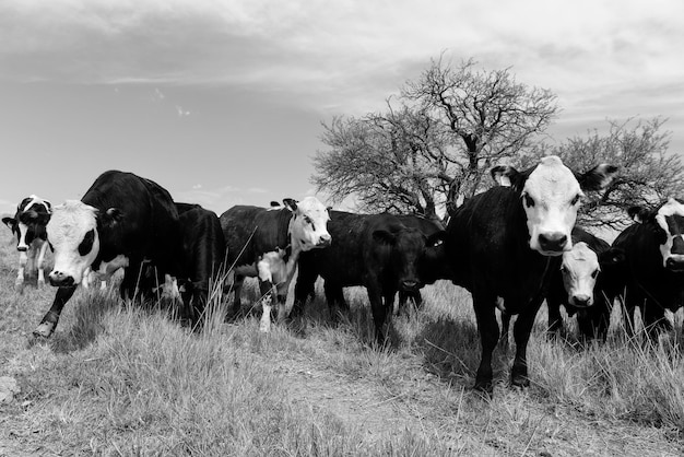 Ochsen gefüttert auf der Weide La Pampa Patagonien Argentinien