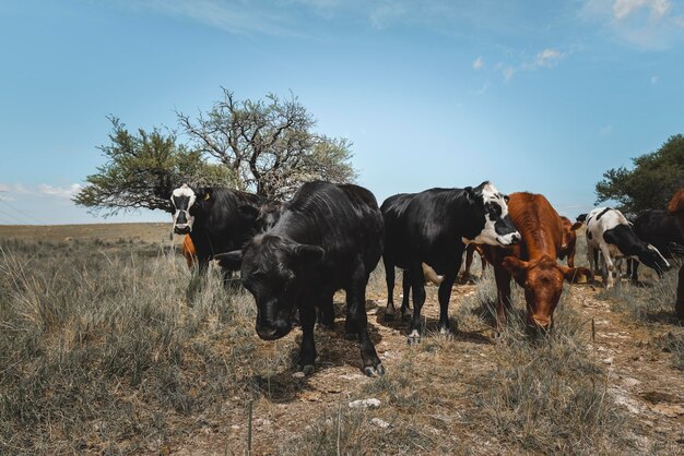 Ochsen gefüttert auf der Weide La Pampa Patagonien Argentinien