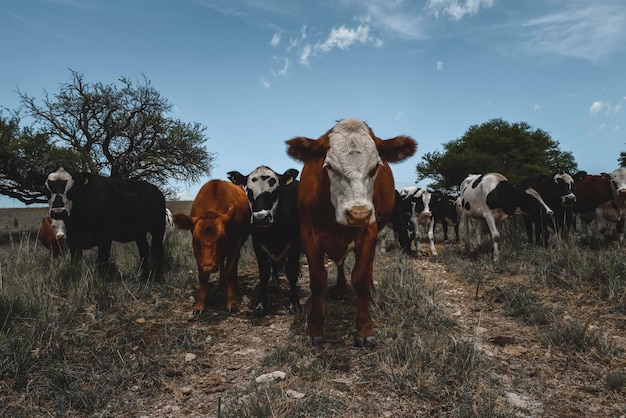 Ochsen gefüttert auf der Weide La Pampa Patagonien Argentinien