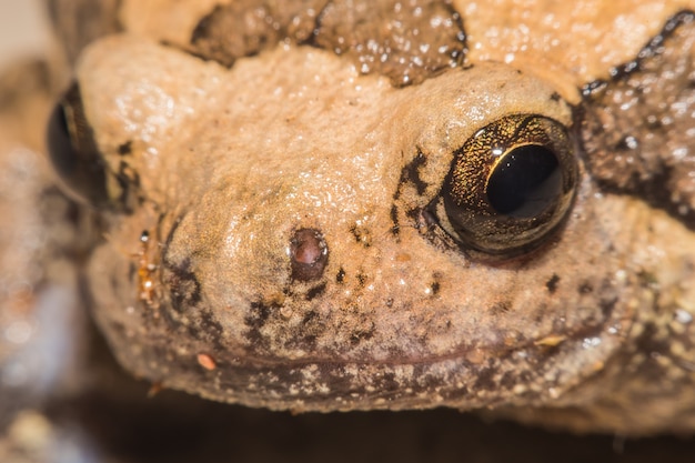 Ochsenfrosch Eyr der Makroansicht