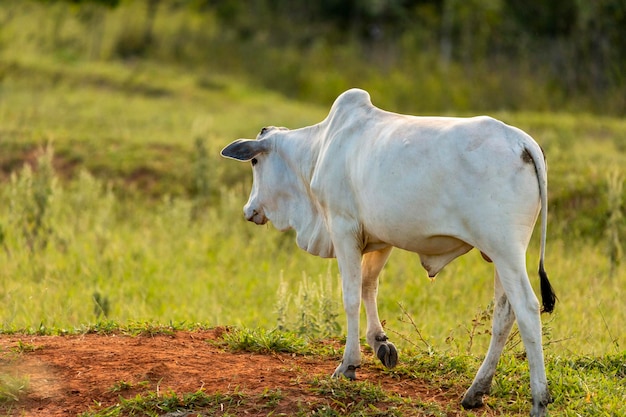 Ochsenherde auf der Weide in Brasilien