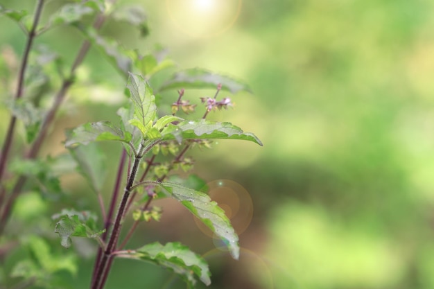 Ocimum tenuiflorum en el jardín natural