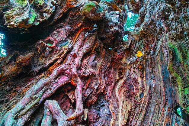 Oco no tronco de um teixo notável em várias cores da madeira, em Yvignac, Bretanha, França