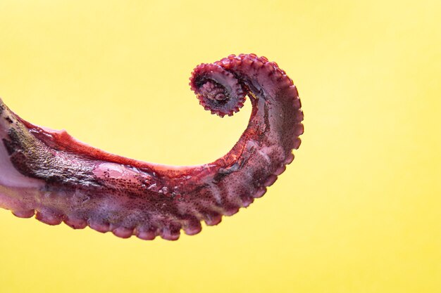 Octopus Essen Klaue Meeresfrüchte Meeresreptilien Mahlzeit Snack auf dem Tisch Kopie Raum Essen Hintergrund rustikal