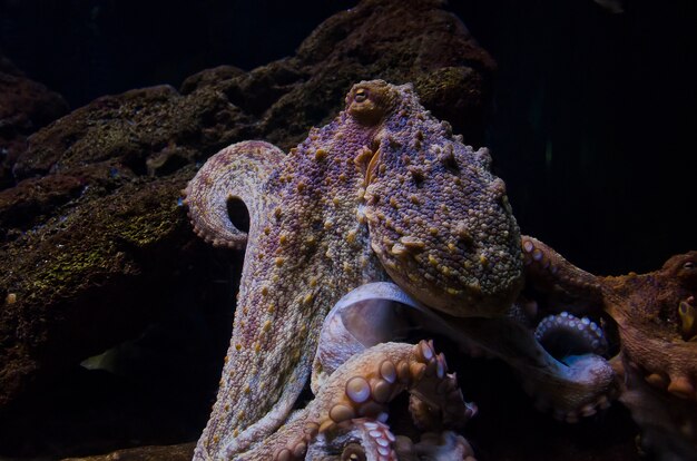 Foto octopus etéreo da profundidade