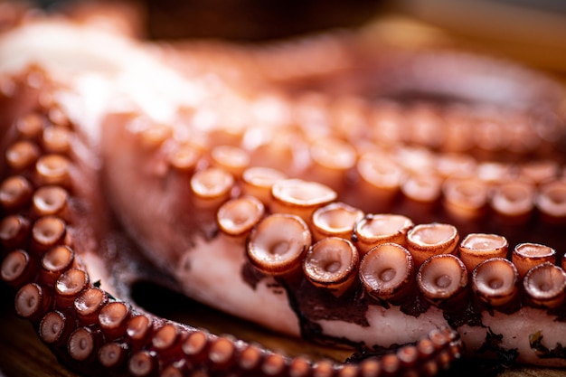 Octopus Tentakeln Makro Hintergrund Oktopus Textur