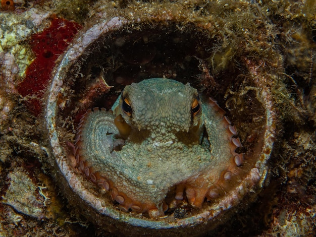 Octopus vulgaris