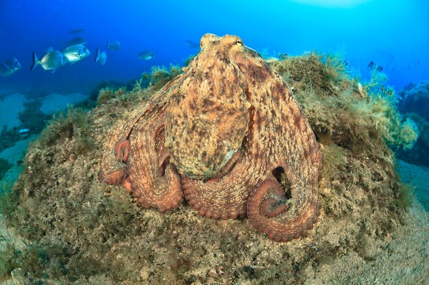 Foto octopus vulgaris