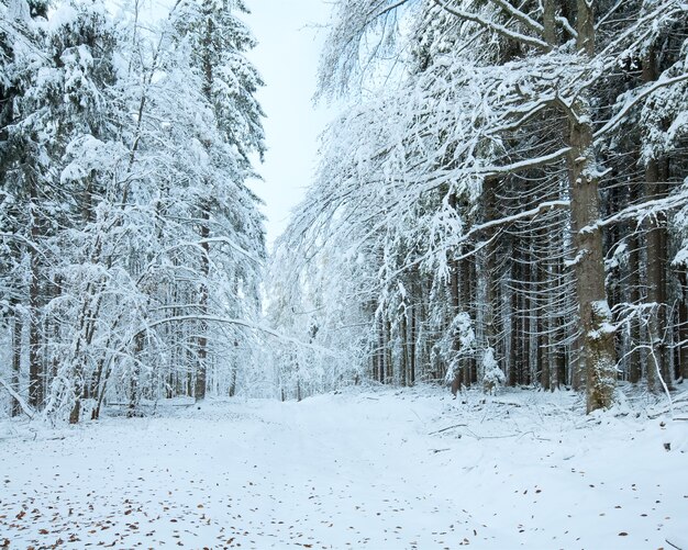 Octubre bosque de hayas de montaña con la primera nieve del invierno y el último otoño se va.