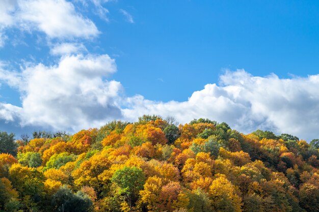 Octubre paisaje dorado en Europa. Otoño al aire libre. Parte superior de los árboles amarillos, rojos y verdes, y cielo azul con nubes blancas escénicas.