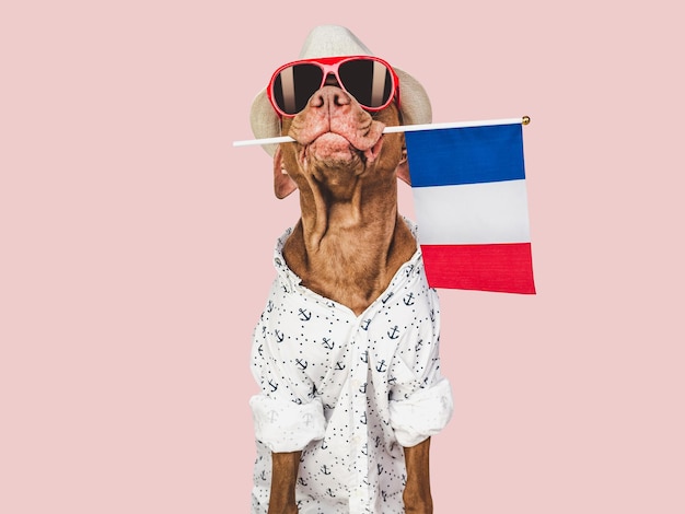 Óculos de sol de cachorro marrom e bandeira da frança