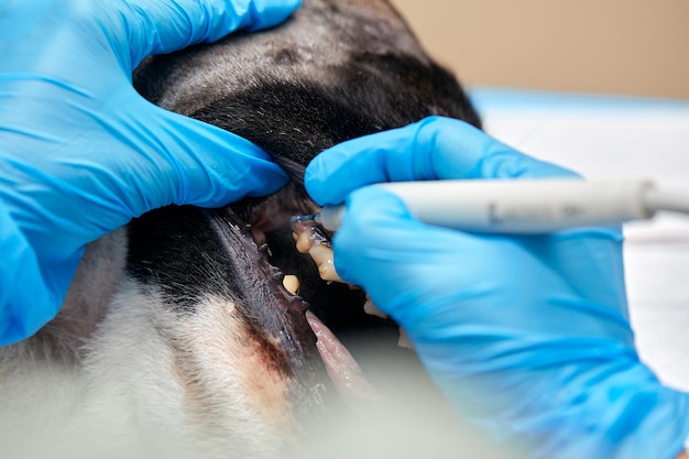 Foto odontología veterinaria cirujano dentista veterinario trata y extrae los dientes de un perro bajo