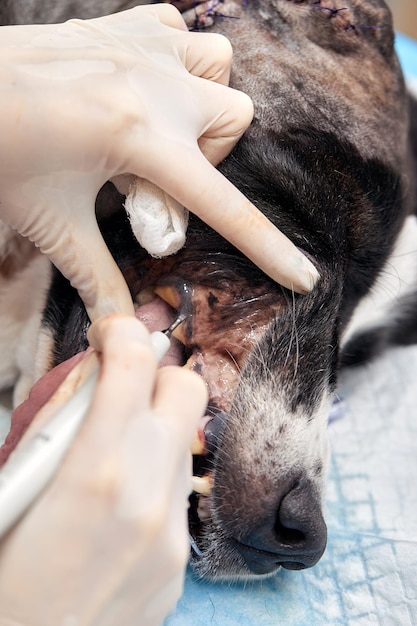 Odontologia veterinária Cirurgião veterinário trata e remove os dentes de um cão sob anestesia na mesa de operação em uma clínica veterinária Saneamento da cavidade oral em cães closeup