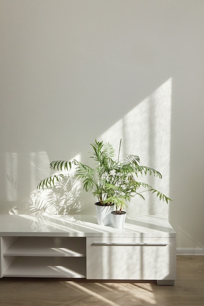 Öko moderner innentisch für das fernsehen mit grünen natürlichen zimmerpflanzen und schatten an der hellen wand aus dem fenster an einem sonnigen tag, platz für text. öko-wohnraum.