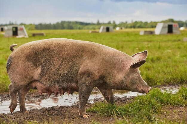 Foto Öko-schweinefarm auf dem feld in dänemark