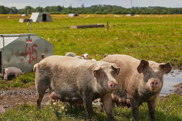 Foto Öko-schweinefarm auf dem feld in dänemark