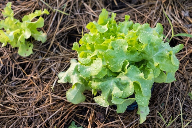 Ökologischer Kopfsalat aus grüner Eiche