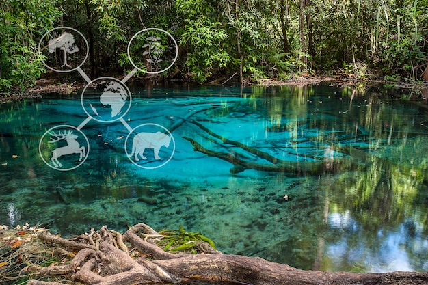 Foto Ökosystem und naturschutz und nachhaltiges konzept wassereinzugsgebiet wald fluss und baum mit sonnenlicht