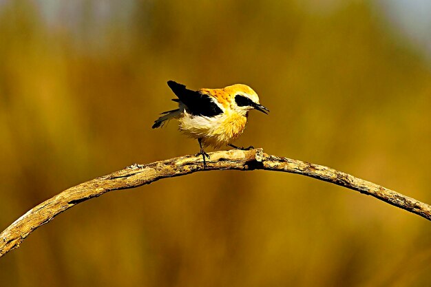 Oenanthe hispanica - La collalba rubia, es una especie de ave paseriforme, Muscicapidae