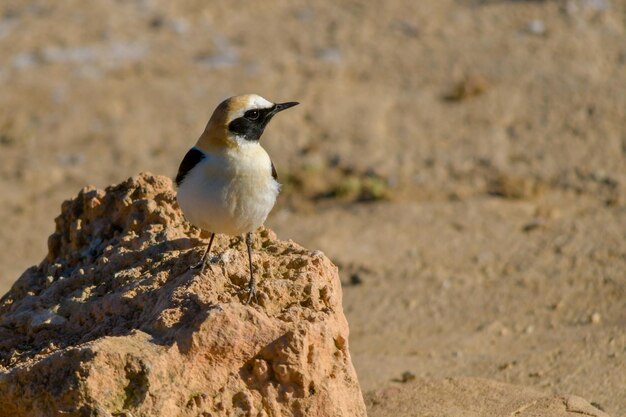 Oenanthe hispanica - La collalba rubia, es una especie de ave paseriforme, Muscicapidae