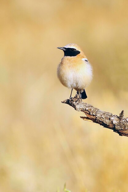 Oenanthe hispanica - La collalba rubia, es una especie de ave paseriforme, Muscicapidae