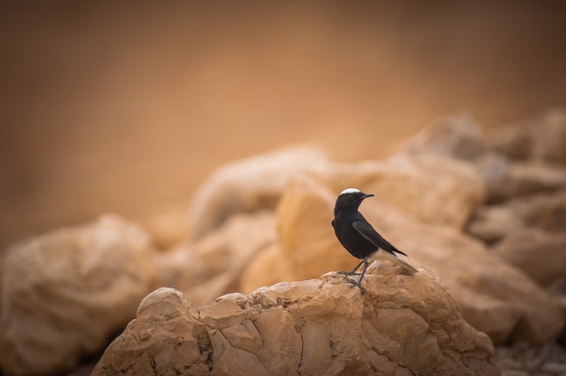 Oenanthe leucopyga fica em uma rocha no deserto de Israel.