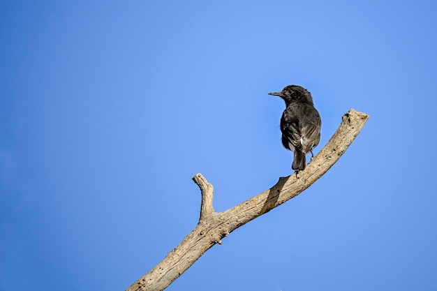 Oenanthe leucura la collalba negra es una especie de ave paseriforme de la familia muscicapidae