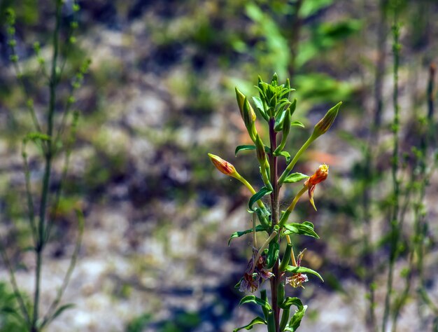 Foto oenothera biennis florece em julho oenethera biennis a prímula comum da noite