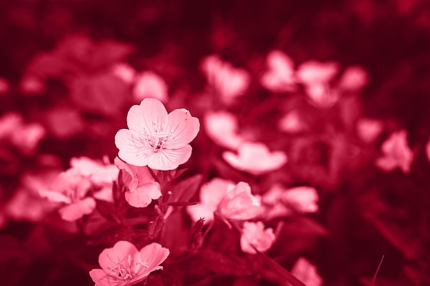 Oenothera biennis o burro o arbusto de flores de onagra en plena floración sobre un fondo de hojas y hierba en el jardín floral en un día de verano tonificado en el color de tendencia viva magenta del año 2023