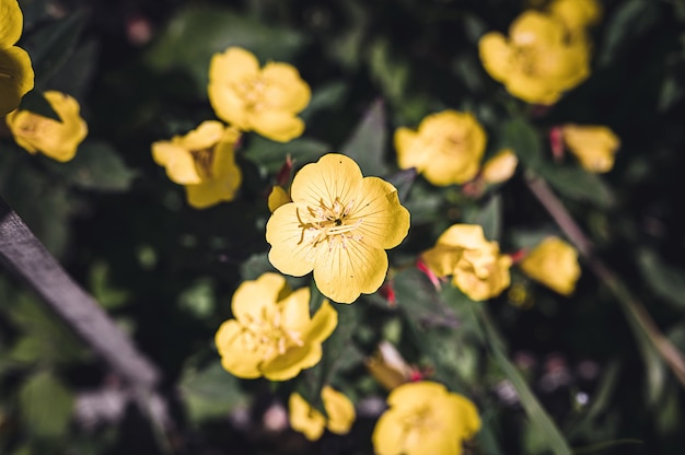 Oenothera biennis ou burro ou arbusto de flor amarela de prímula em plena floração em um fundo de folhas verdes e grama no jardim florido em um dia de verão