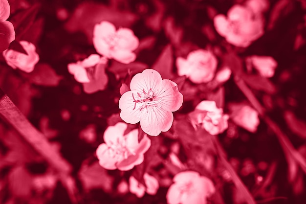 Oenothera biennis ou burro ou arbusto de flores de prímula em plena floração em um fundo de folhas e grama no jardim floral em um dia de verão tonificado em viva magenta cor de tendência do ano 2023